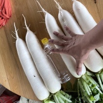 春萝卜大量上市，有需要的联系我