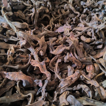 骨碎补中药材，长期供货，量大从优，质量保证，欢迎选购