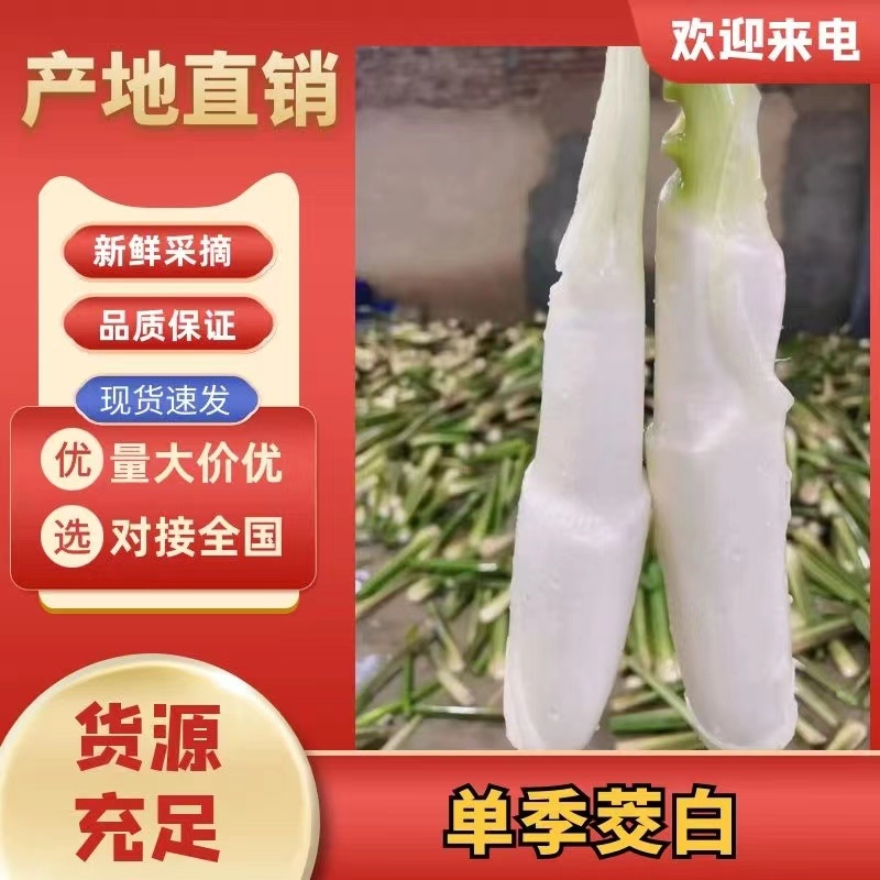 【万亩单季茭白】肉质白现摘现发价格优惠全国代发