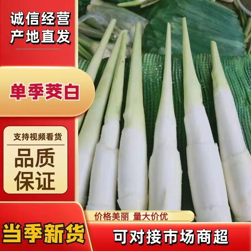 【万亩单季茭白】肉质白现摘现发价格优惠全国代发