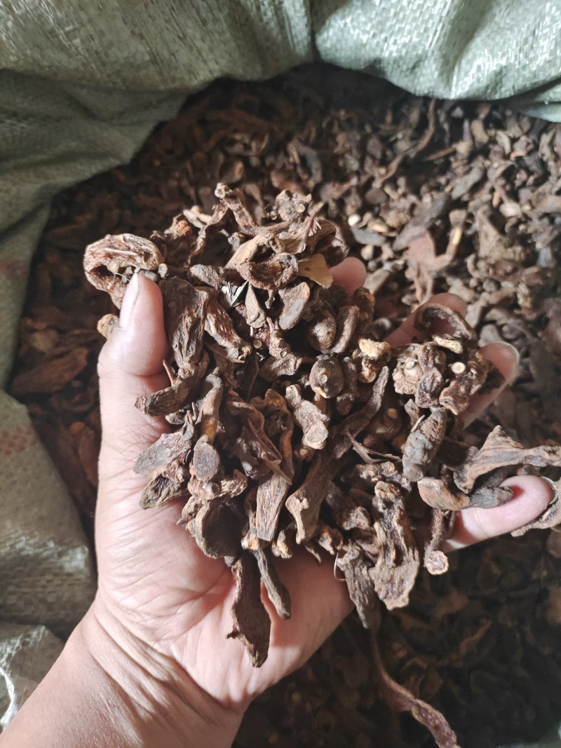骨碎补中药材，长期供货，量大从优，质量保证，欢迎选购