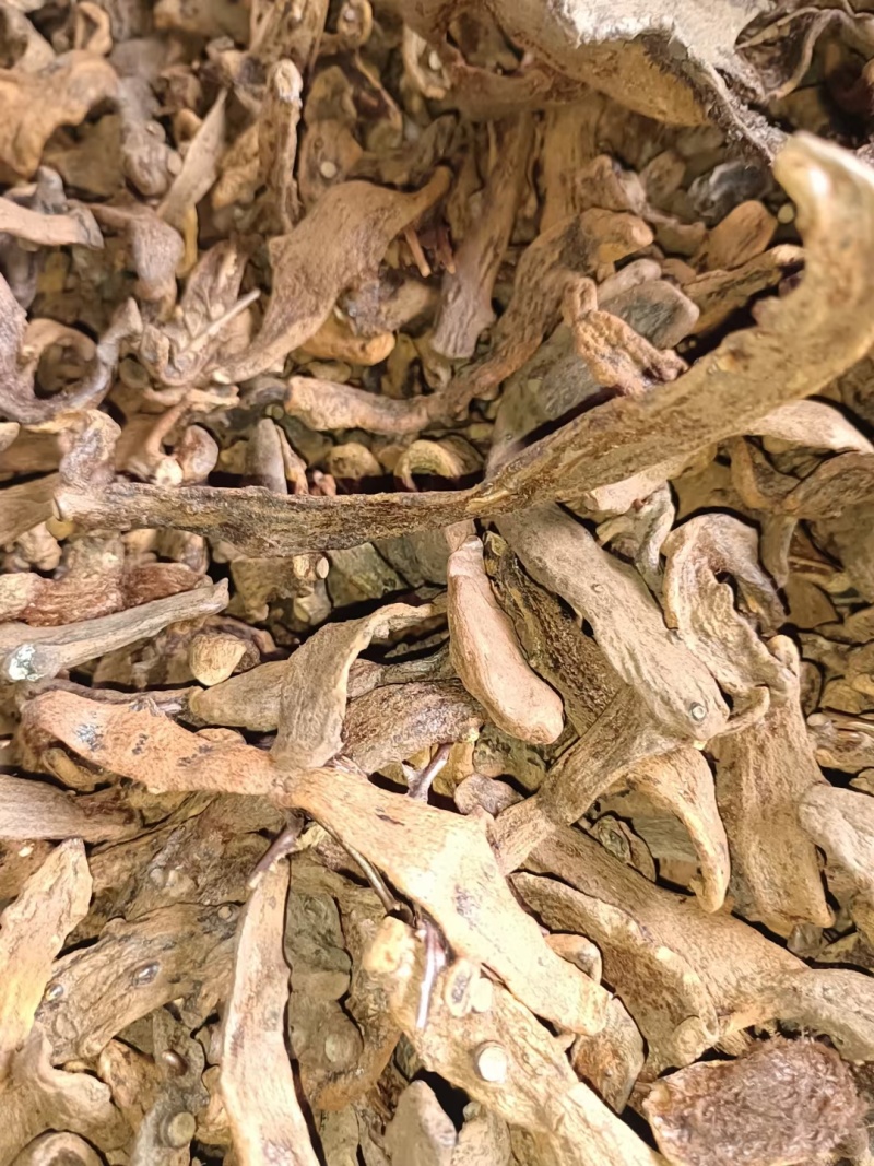 骨碎补中药材，长期供货，量大从优，质量保证，欢迎选购