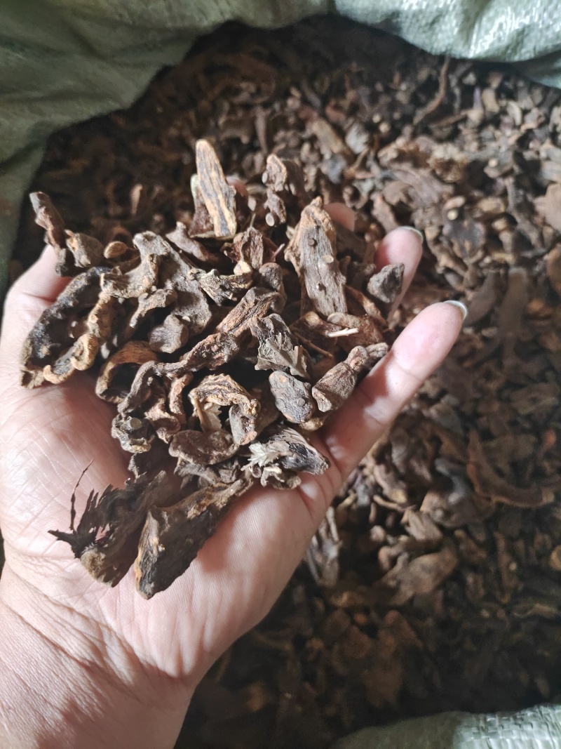 骨碎补中药材，长期供货，量大从优，质量保证，欢迎选购