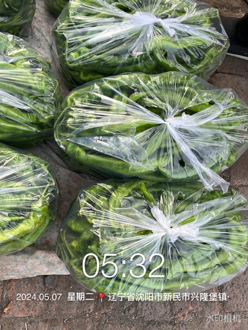 东北辽宁螺丝椒，精品，通货各种品相供应齐全，各类辣椒