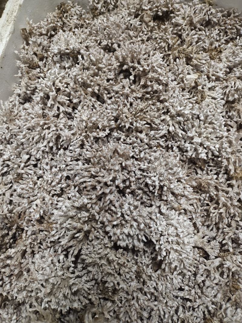长年供应龙爪菇:凤脚菇一、二级菌种，鲜品菇
