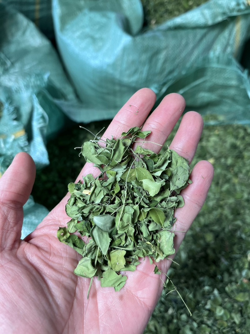 辣木叶金沙江河谷辣木叶pkm1大叶片