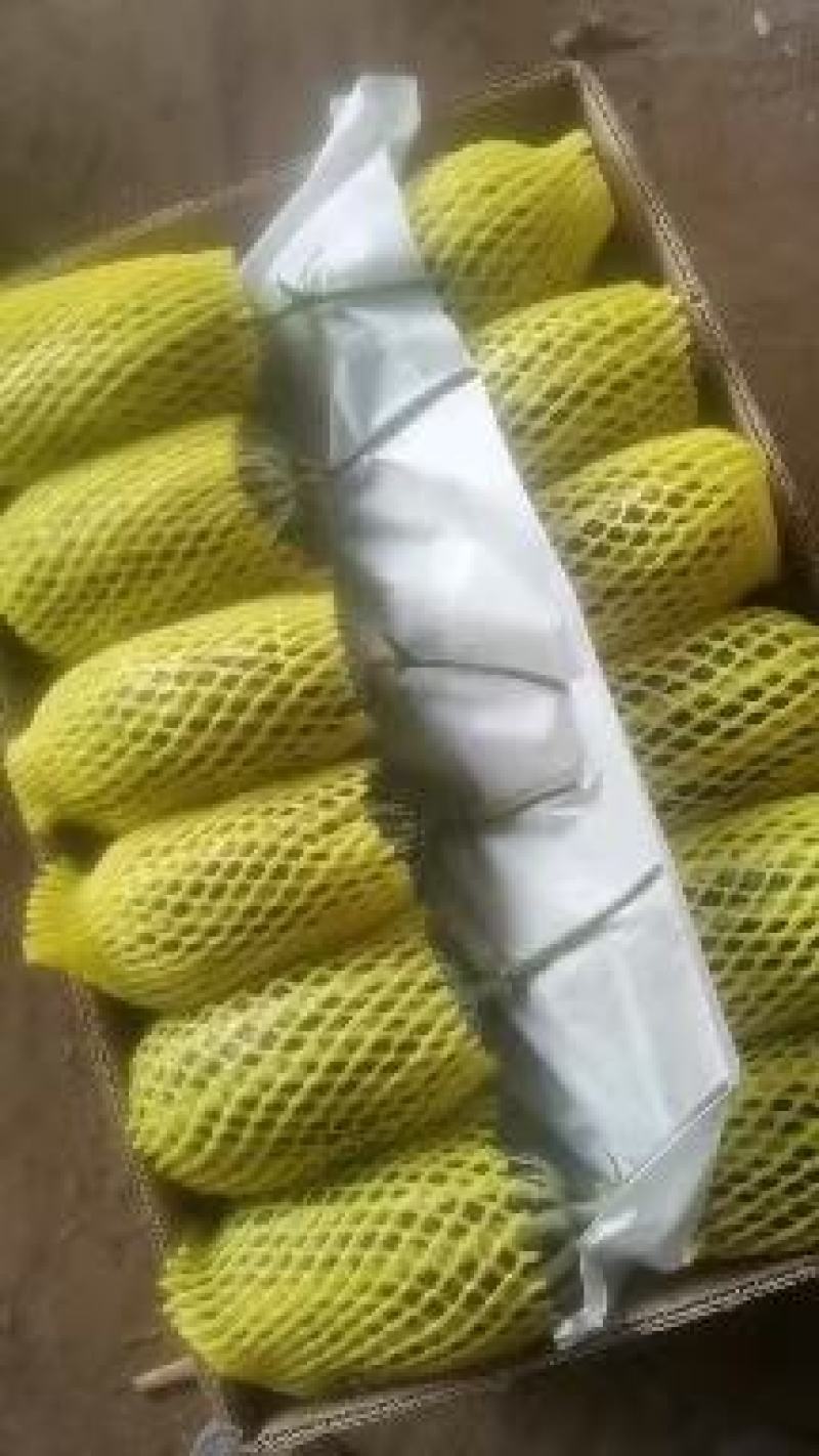 博洋九甜瓜，头茬精品，脆甜多汁，耐运输，个头均匀