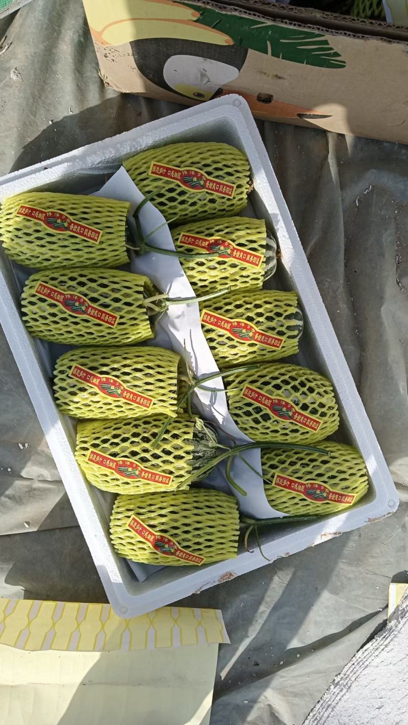 博洋九甜瓜，头茬精品，脆甜多汁，耐运输，个头均匀