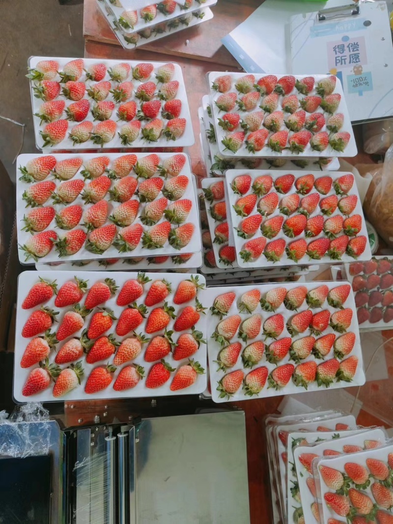 【精品蒙特瑞草莓】大量现货直发，对接商超、奶茶店供应