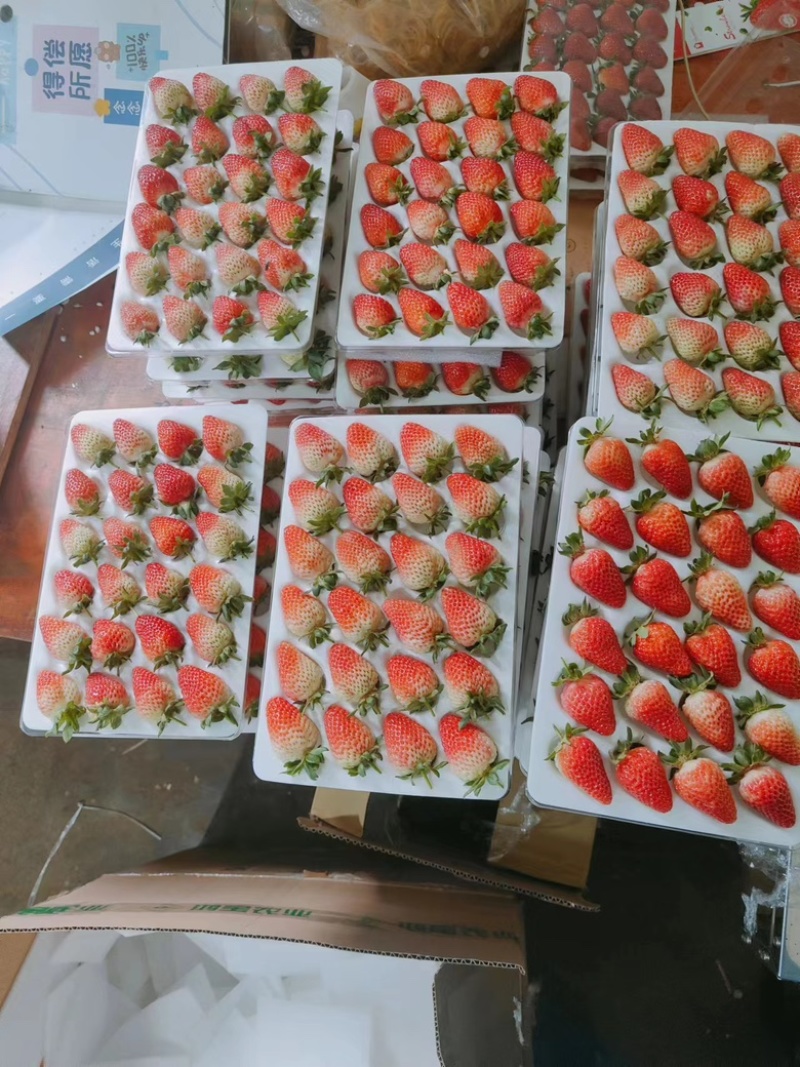 【精品蒙特瑞草莓】大量现货直发，对接商超、奶茶店供应
