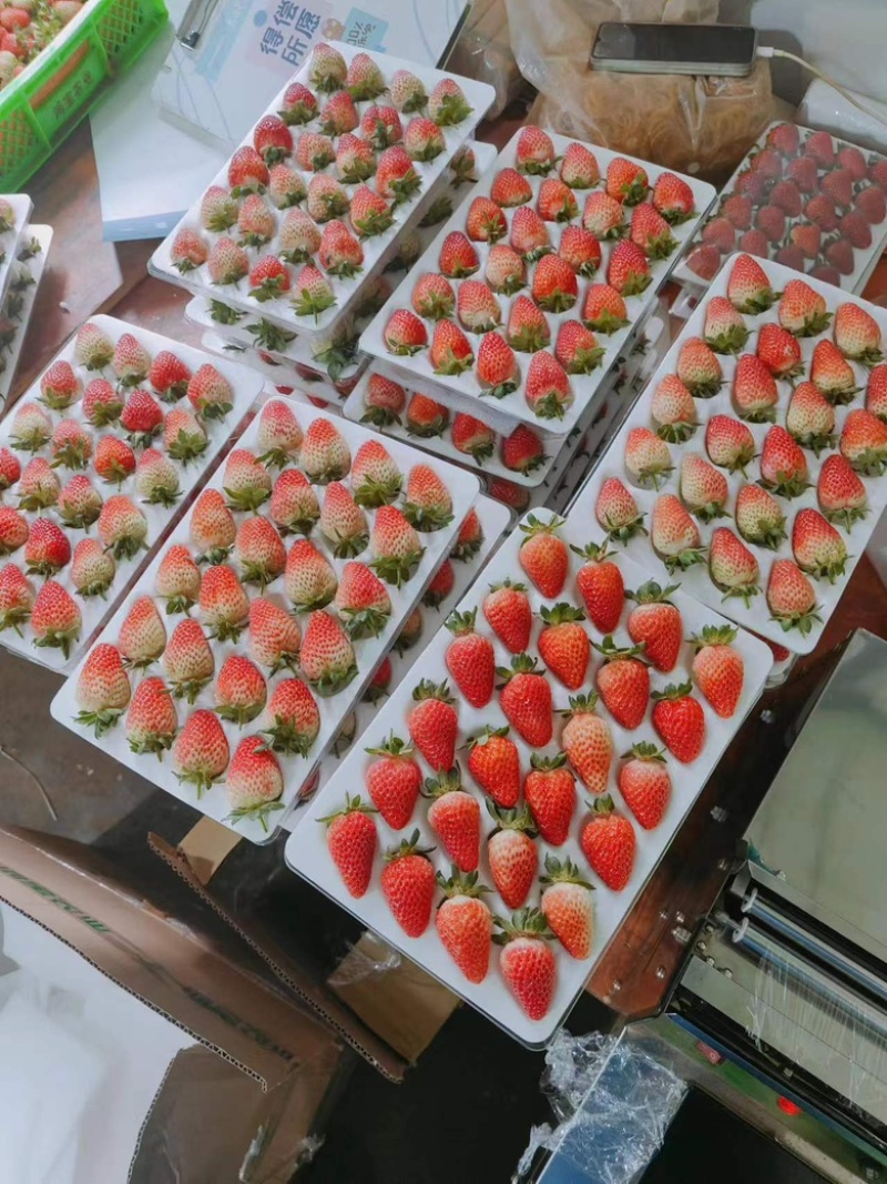【精品蒙特瑞草莓】大量现货直发，对接商超、奶茶店供应