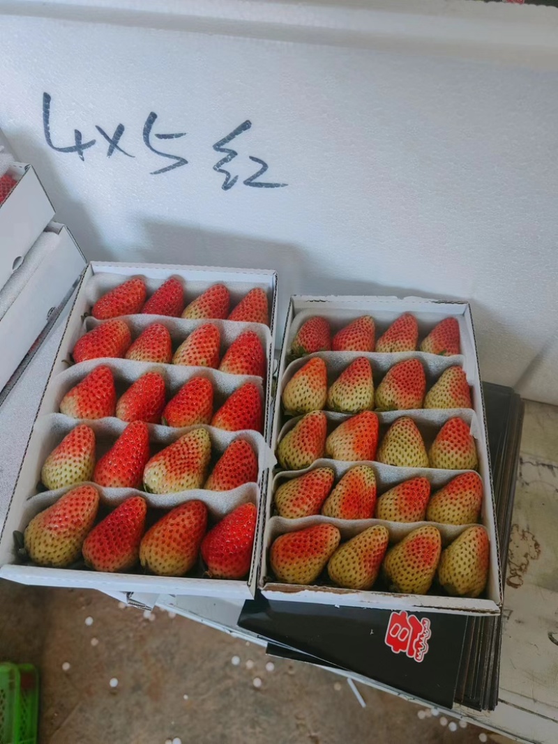 【精品蒙特瑞草莓】大量现货直发，对接商超、奶茶店供应