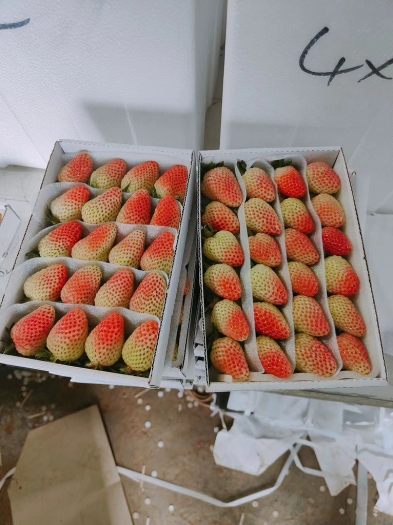 【精品蒙特瑞草莓】大量现货直发，对接商超、奶茶店供应