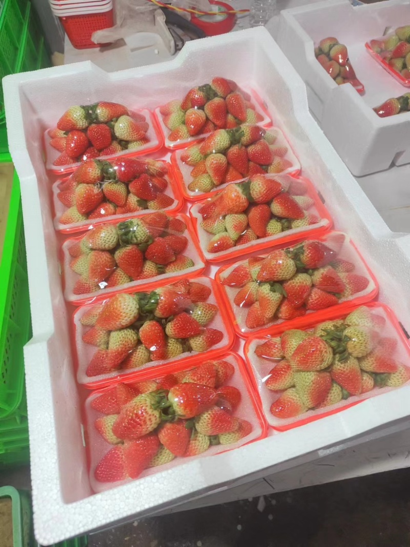 【精品蒙特瑞草莓】大量现货直发，对接商超、奶茶店供应