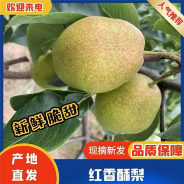 酥梨、红香酥梨脆甜无渣可对接各大老板和电商！