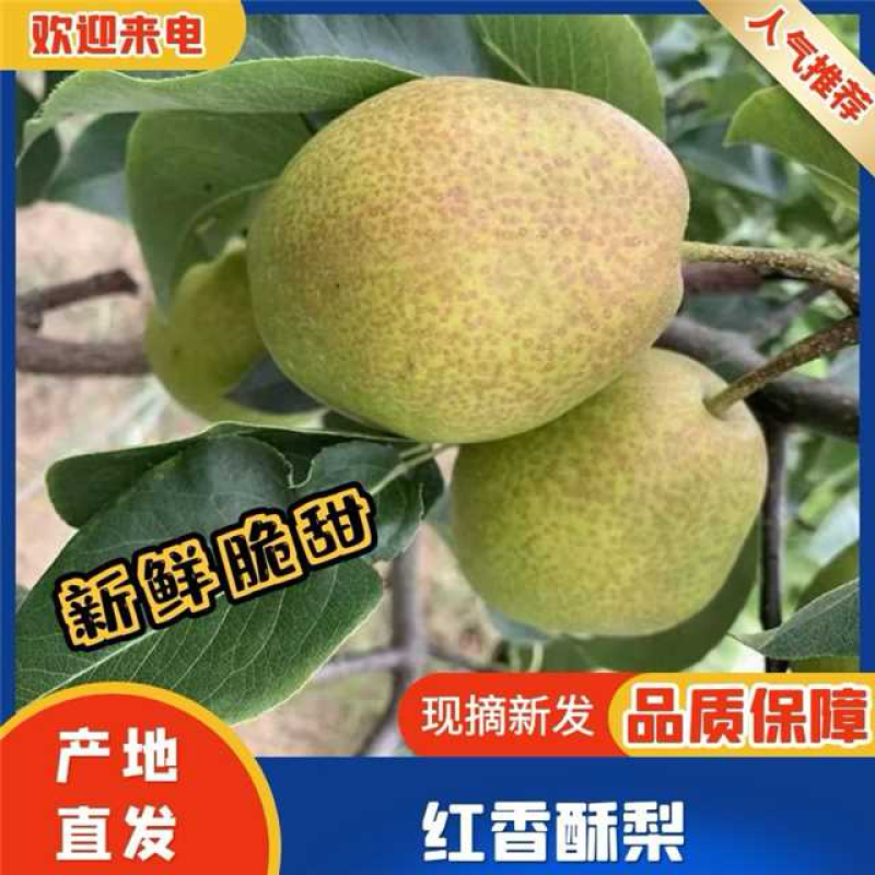 酥梨、红香酥梨脆甜无渣可对接各大老板和电商！