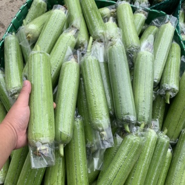 广西水瓜大量上市，一手货源欢迎老板