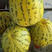 豹点皇A9甜瓜品种，杂交一代甜度高夏季耐雨水品种种子