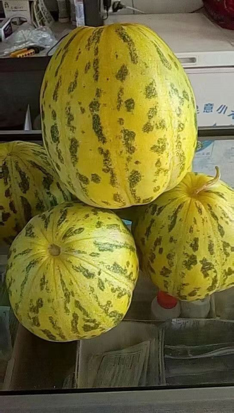 豹点皇A9甜瓜品种，杂交一代甜度高夏季耐雨水品种种子