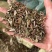 薄荷干货薄荷无硫叶多正品薄荷实拍过筛货