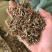 薄荷干货薄荷无硫叶多正品薄荷实拍过筛货