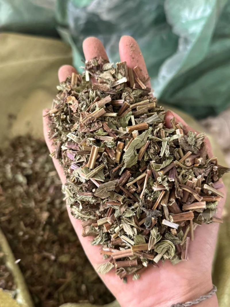 薄荷干货薄荷无硫叶多正品薄荷实拍过筛货