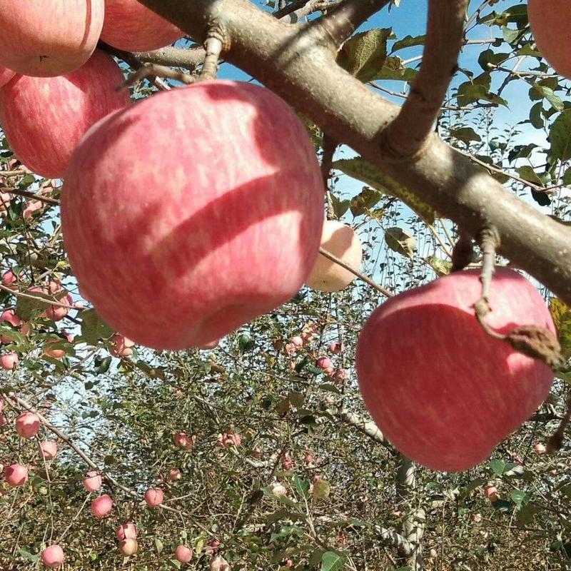 山东精品红富士苹果产地发货一手货源批发品质保证价格便宜