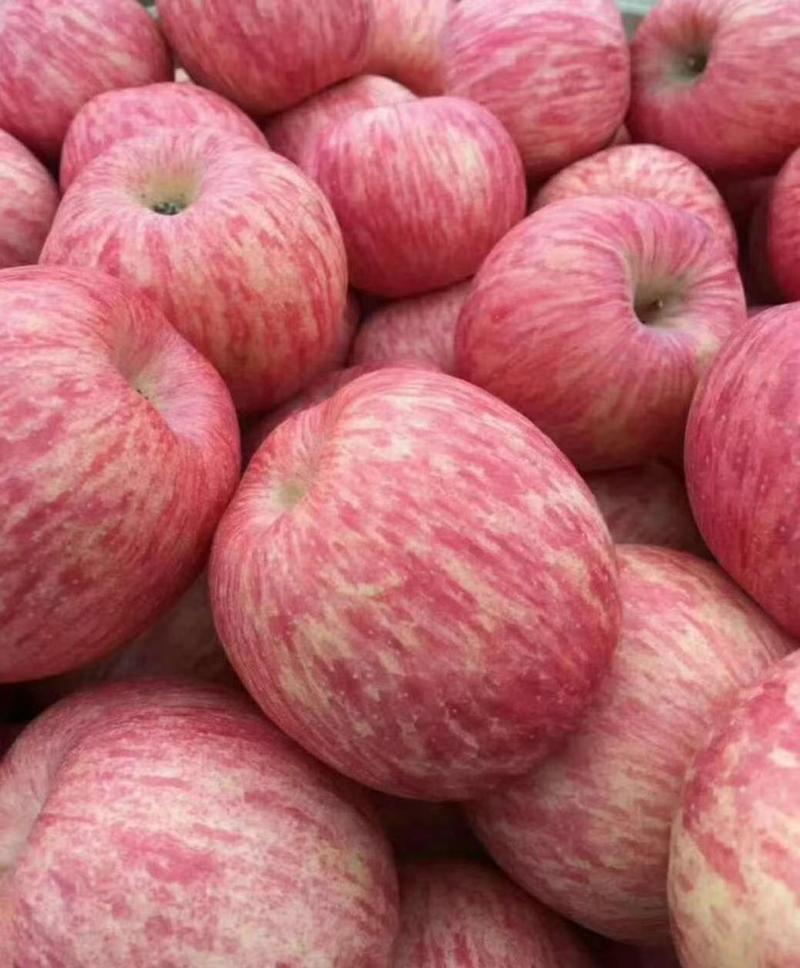 山东精品红富士苹果产地发货一手货源批发品质保证价格便宜