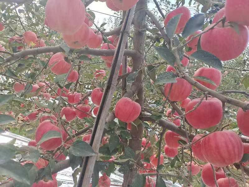 【山东】精品山东红富士苹果原产地发货量大甜酸适口火爆热卖