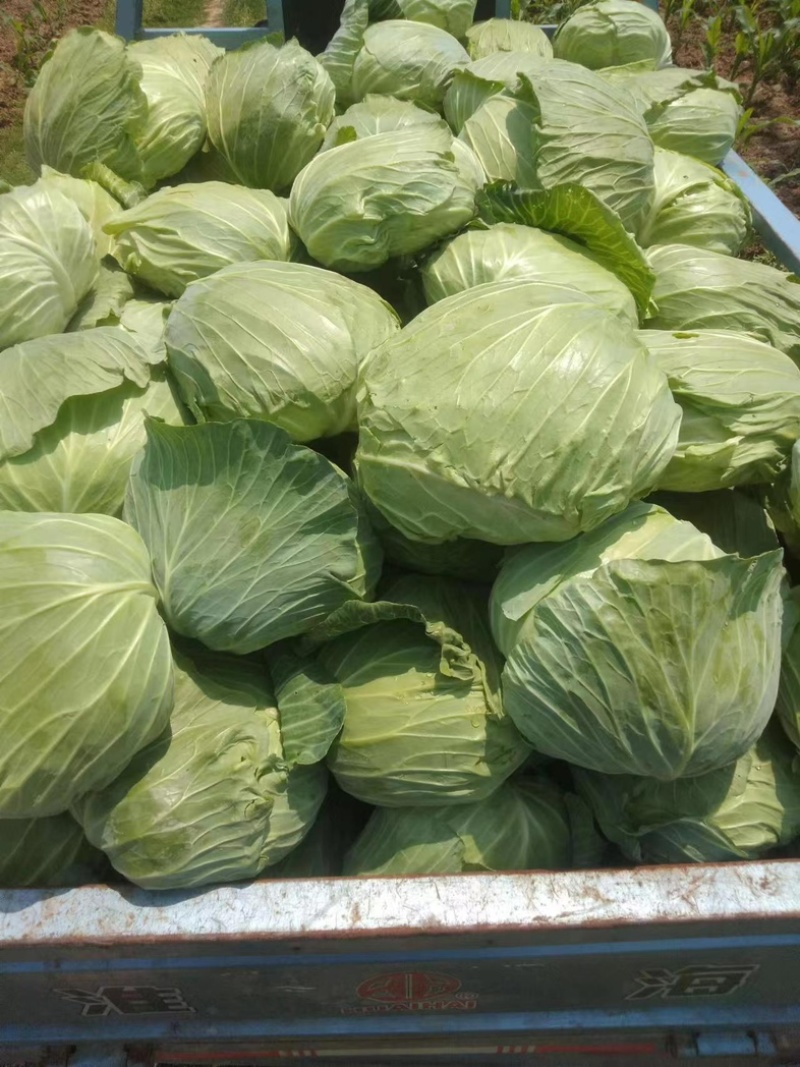 湖北甘蓝，精品京丰平包大量有货，对接全国电商市场批发商