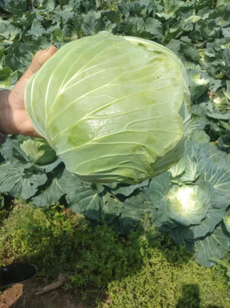 湖北甘蓝，精品京丰平包大量有货，对接全国电商市场批发商