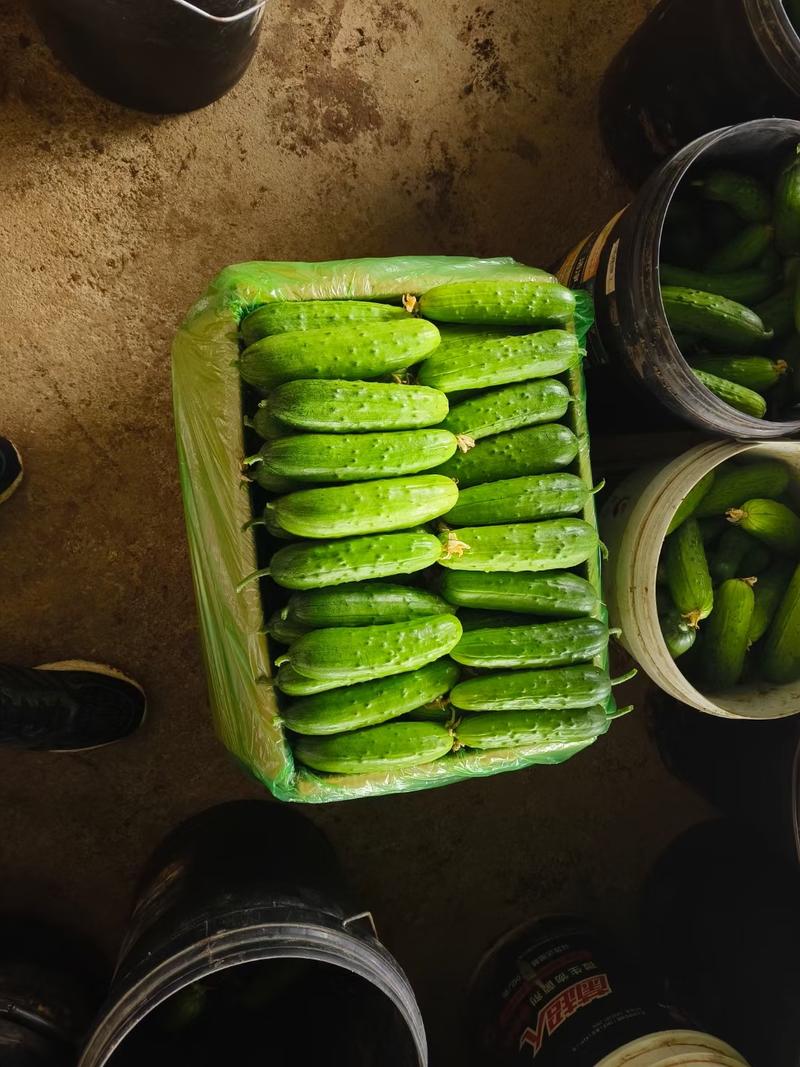 小黄瓜水果黄瓜旱黄瓜产区直发一手货源对接市场价优