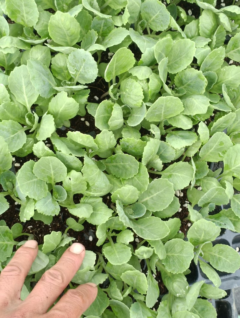 包菜苗穴盘苗福建地区大巴车直达苗粗壮成活率提供种植指导