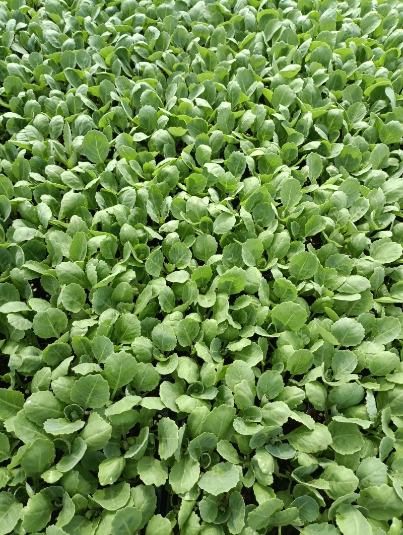 包菜苗穴盘苗福建地区大巴车直达苗粗壮成活率提供种植指导