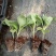 包菜苗穴盘苗福建地区大巴车直达苗粗壮成活率提供种植指导
