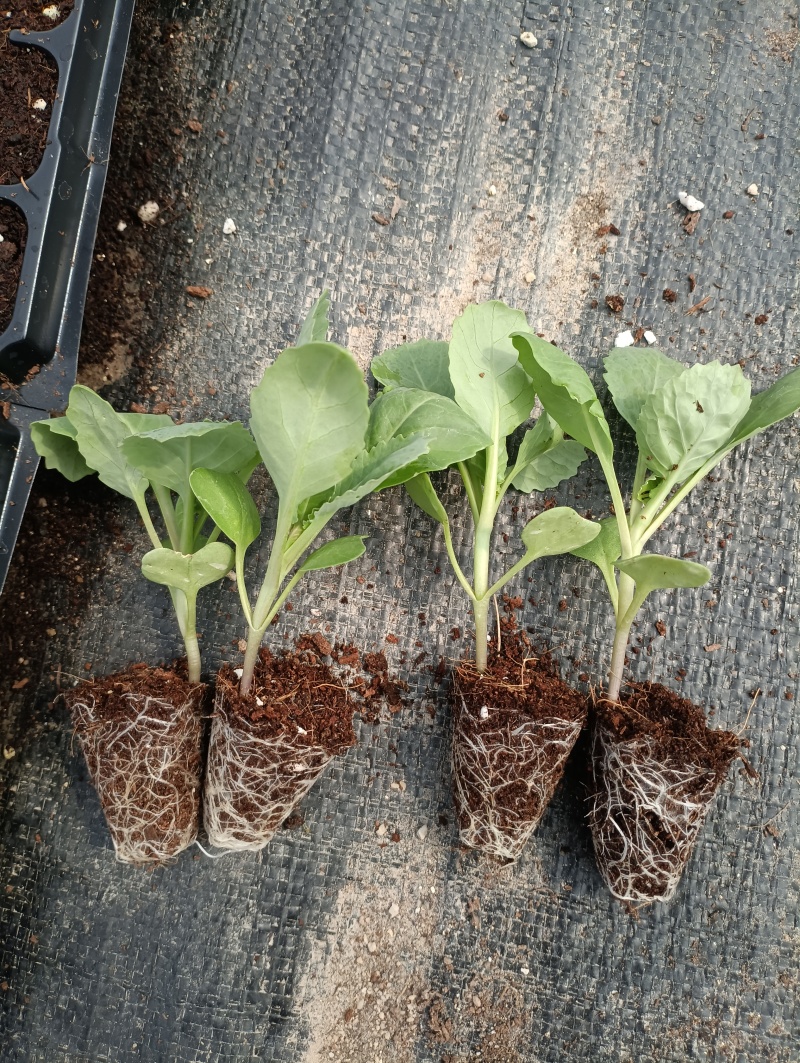 包菜苗穴盘苗福建地区大巴车直达苗粗壮成活率提供种植指导
