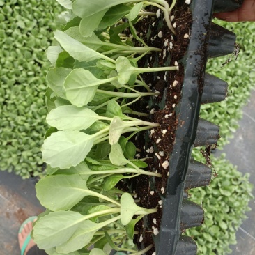 包菜苗穴盘苗福建地区大巴车直达苗粗壮成活率提供种植指导