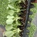 包菜苗穴盘苗福建地区大巴车直达苗粗壮成活率提供种植指导