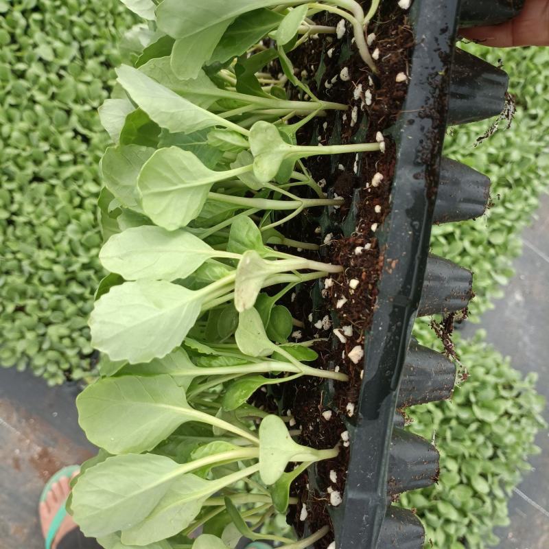 包菜苗穴盘苗福建地区大巴车直达苗粗壮成活率提供种植指导