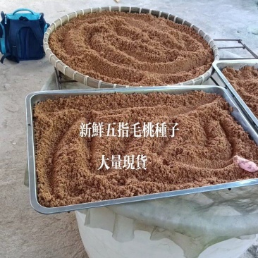 新鲜的五指毛桃种子发芽率高，正宗细叶品种产量高