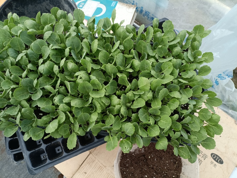 包菜苗穴盘苗福建地区大巴车直达苗粗壮成活率提供种植指导