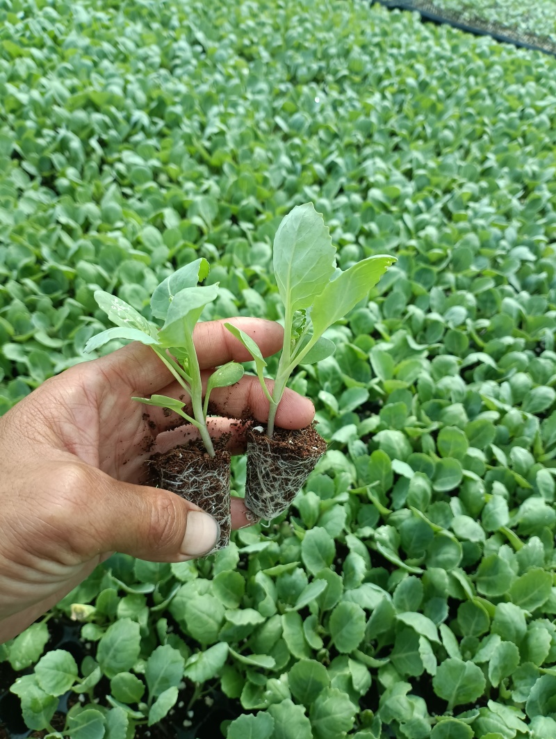 包菜苗穴盘苗福建地区大巴车直达苗粗壮成活率提供种植指导