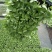 包菜苗穴盘苗福建地区大巴车直达苗粗壮成活率提供种植指导