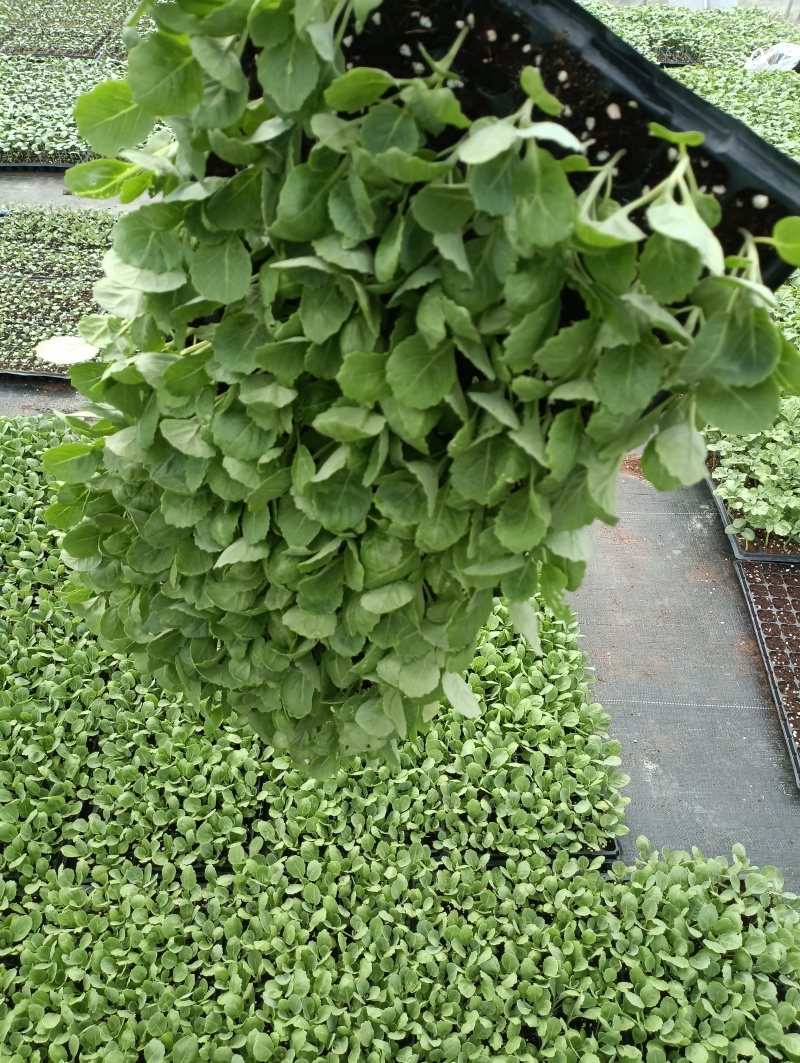 包菜苗穴盘苗福建地区大巴车直达苗粗壮成活率提供种植指导