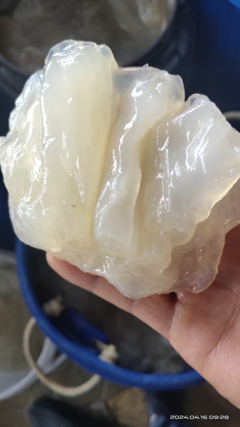 海蜇丝、海蜇头、海蜇皮、海蜇花、硬度好清脆爽口，可供酒楼