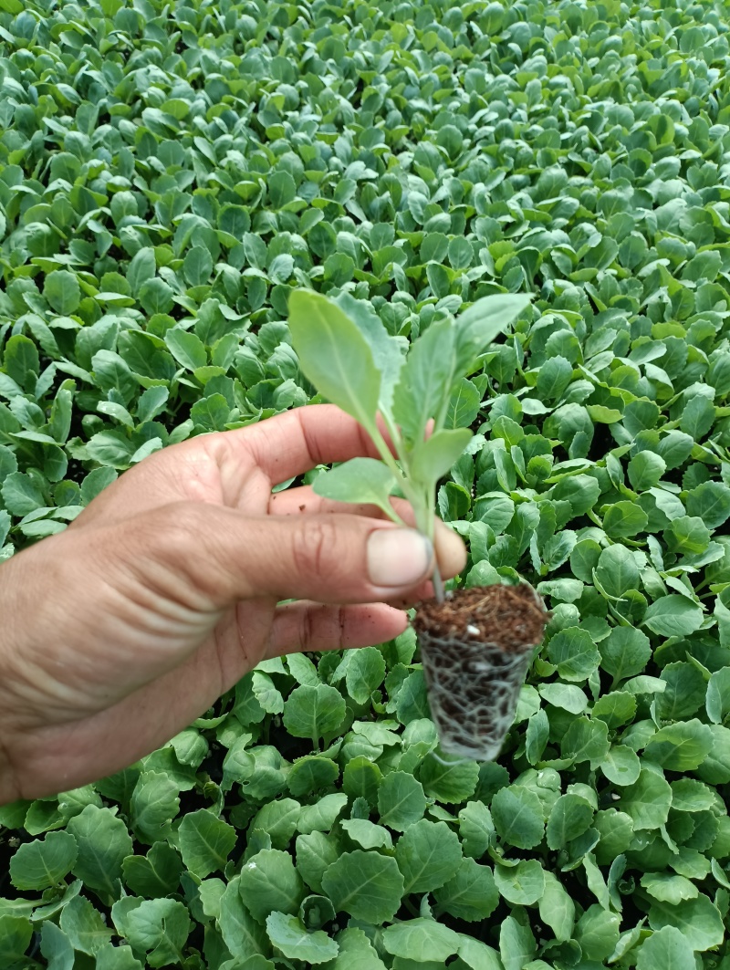 包菜苗穴盘苗福建地区大巴车直达苗粗壮成活率提供种植指导