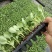 包菜苗穴盘苗福建地区大巴车直达苗粗壮成活率提供种植指导