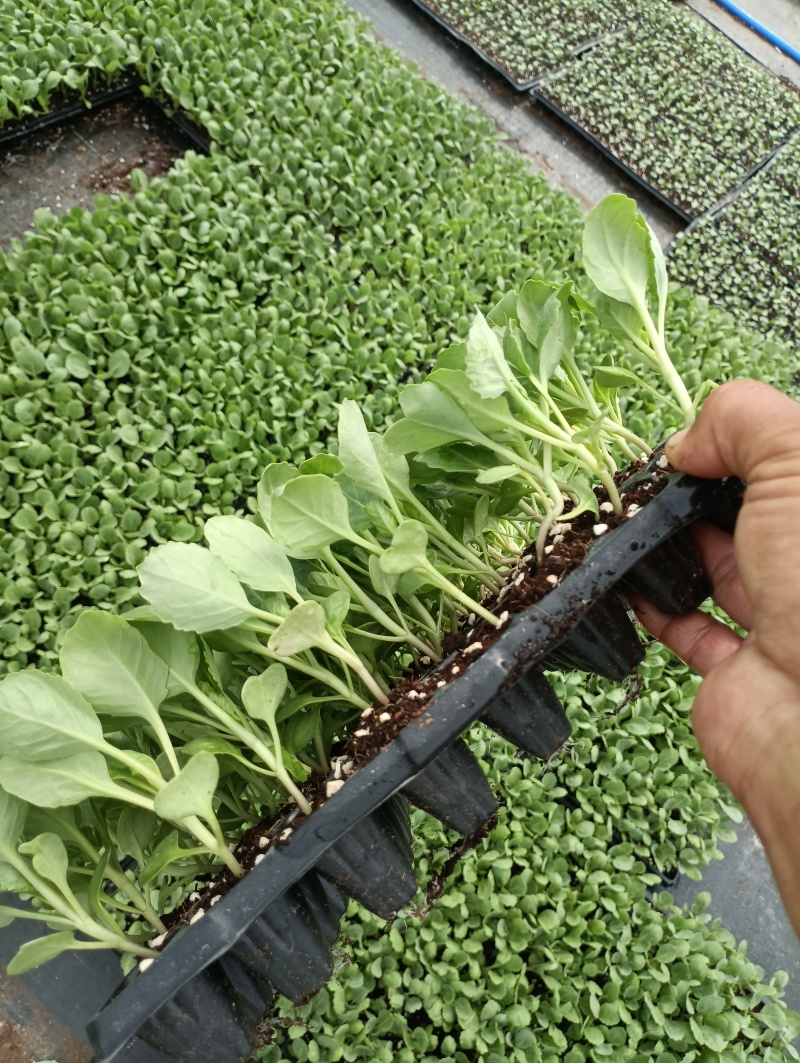 包菜苗穴盘苗福建地区大巴车直达苗粗壮成活率提供种植指导