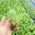 白菜苗穴盘苗粗壮成活率高福建地区大巴车直达提供种植指导