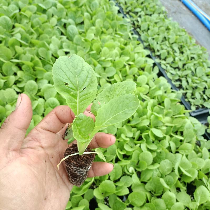 白菜苗穴盘苗粗壮成活率高福建地区大巴车直达提供种植指导